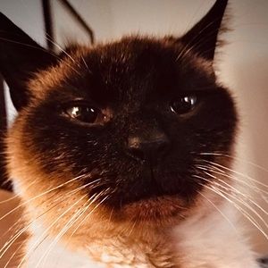 Meet your Posher, Waverly